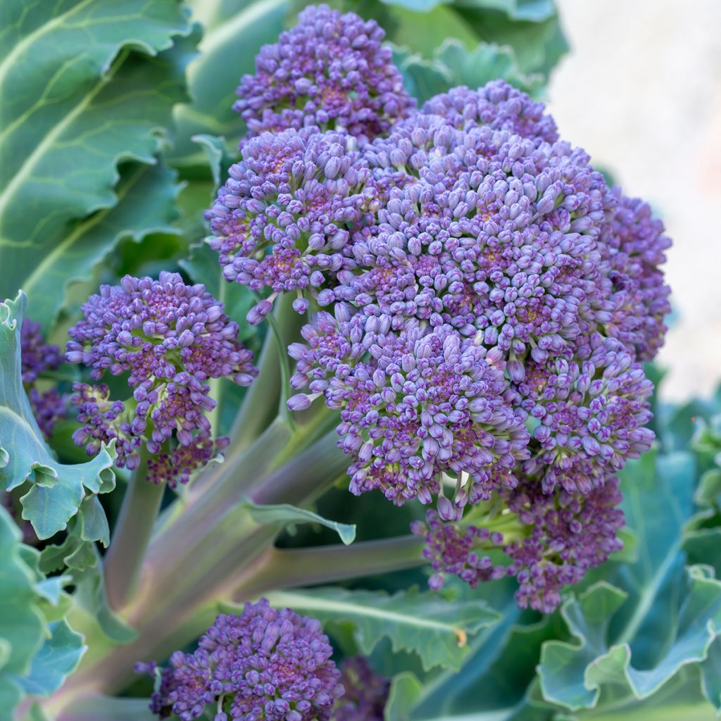 Cavolo broccolo Early Purple Sprouting