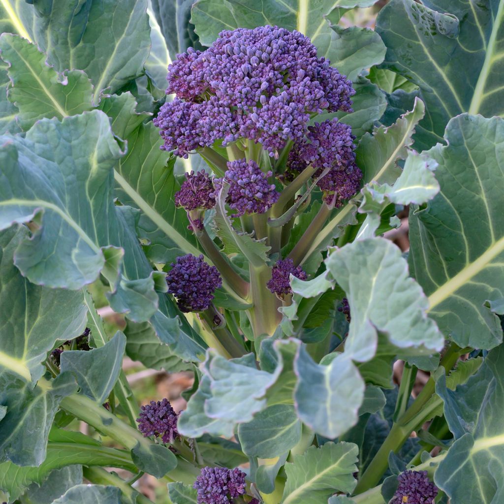 Cavolo broccolo Early Purple Sprouting