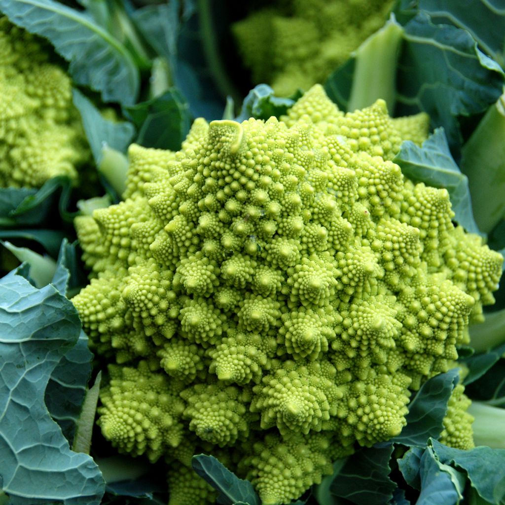 Broccolo romanesco Bio - Ferme de Sainte Marthe