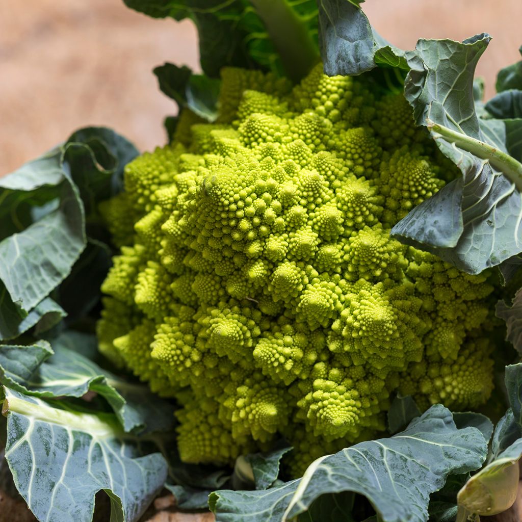 Broccolo romanesco Bio - Ferme de Sainte Marthe