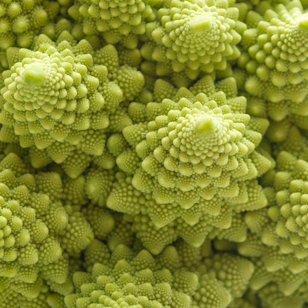 Broccolo romanesco Bio - Ferme de Sainte Marthe