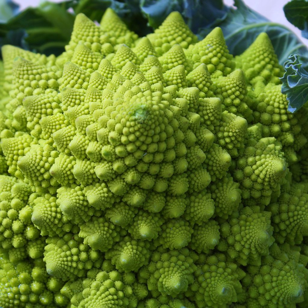 Broccolo romanesco Romanesco