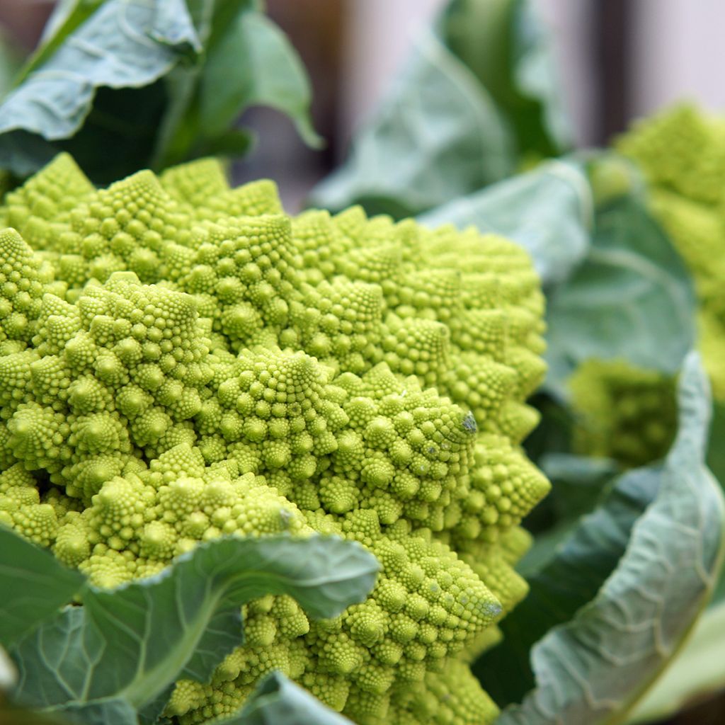 Broccolo romanesco Romanesco