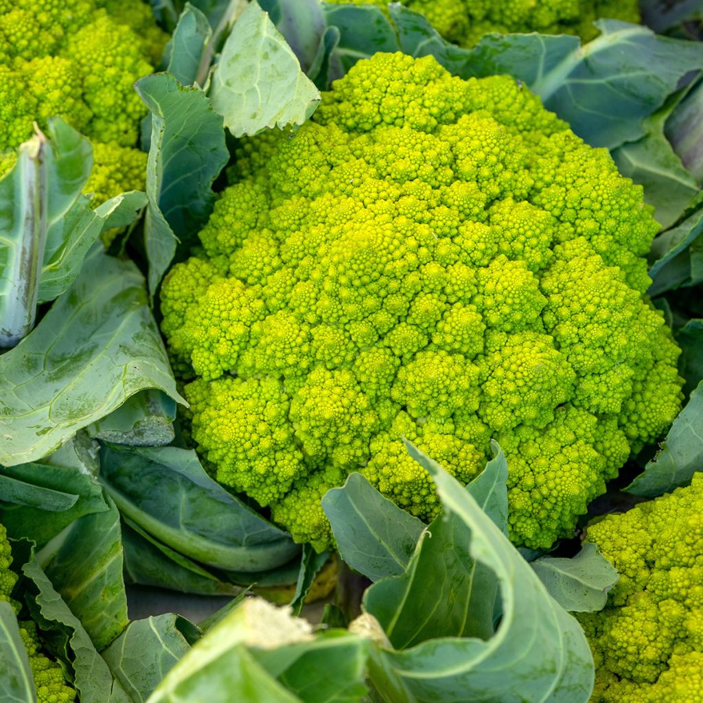 Broccolo romanesco Romanesco