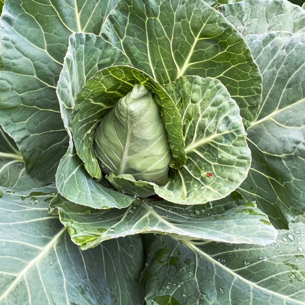 Cavolo cappuccio Advantage F1