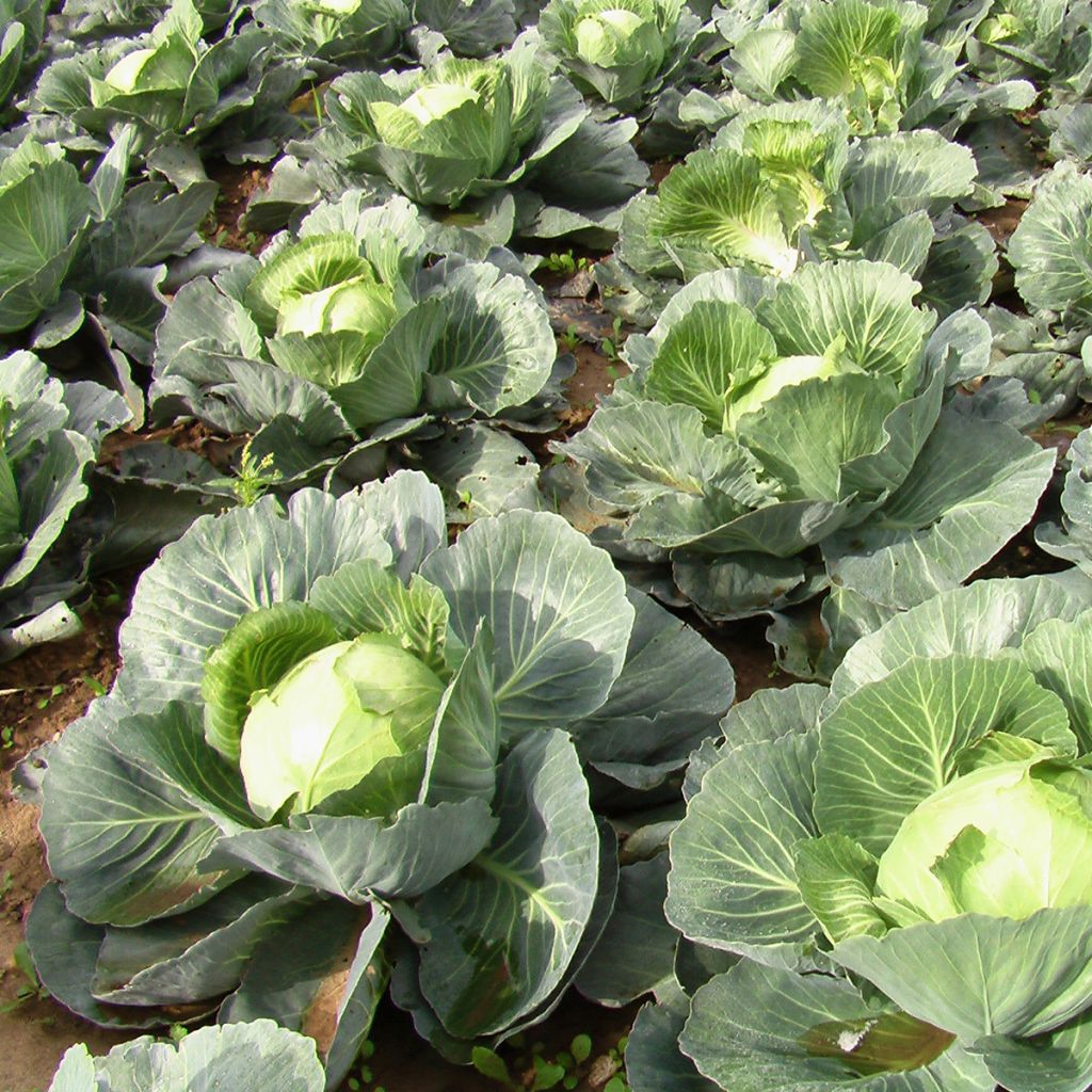 Cavolo cappuccio Quintal d'Alsace