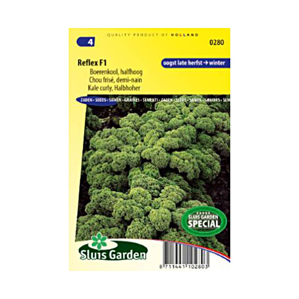 Cavolo riccio Westlandse Winter
