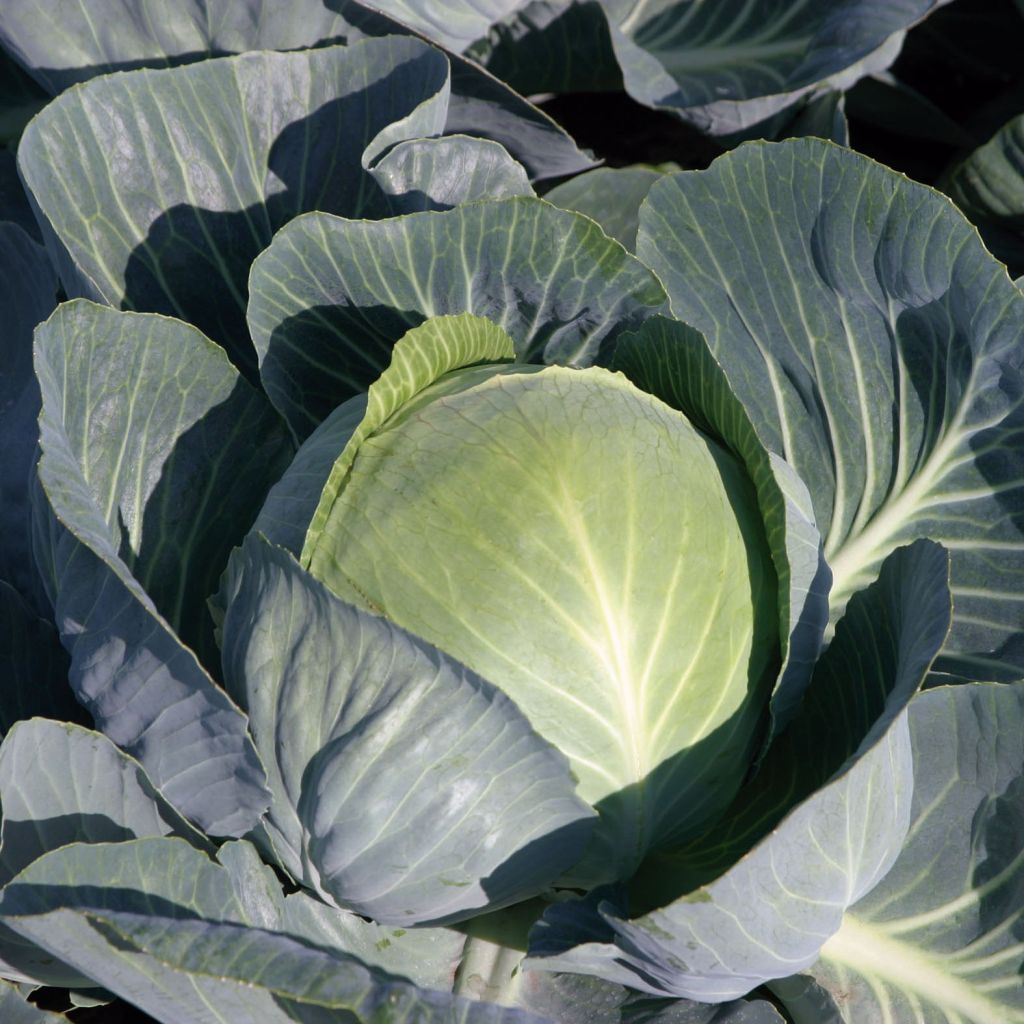 Chou cabus Tête de Pierre F1 en plants - Brassica oleracea capitata - Chou pommé à feuilles lisses