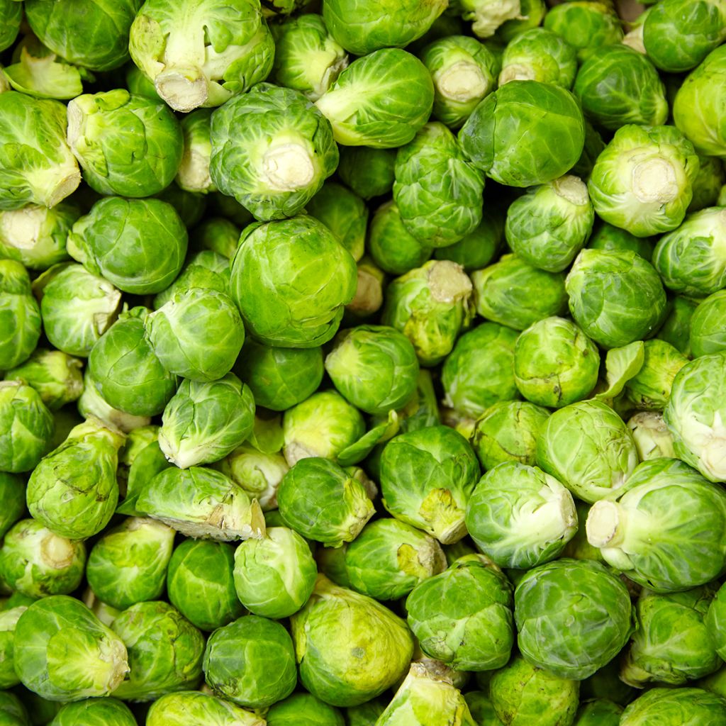 Cavolini di Bruxelles Igor F1