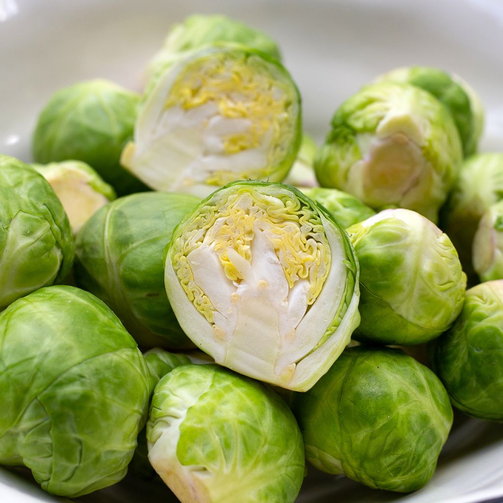 Cavolini di Bruxelles Igor F1