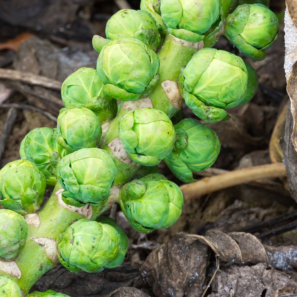 Cavolini di Bruxelles Igor F1