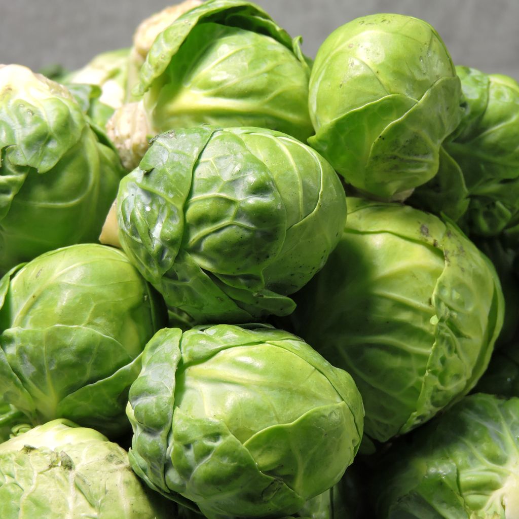 Cavolini di Bruxelles Igor F1