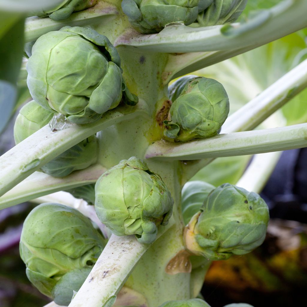 Cavolini di Bruxelles Igor F1