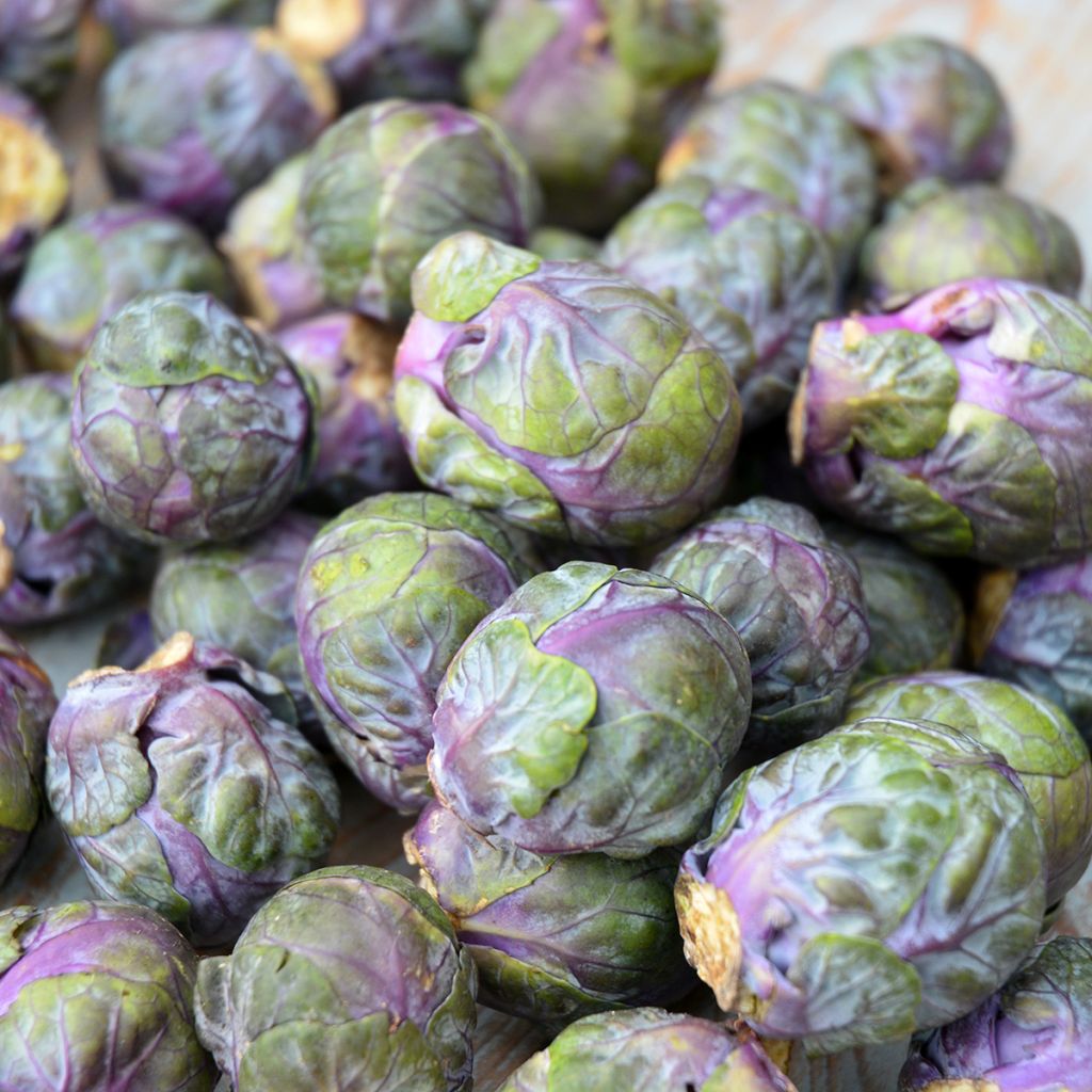 Cavolini di Bruxelles Rubine