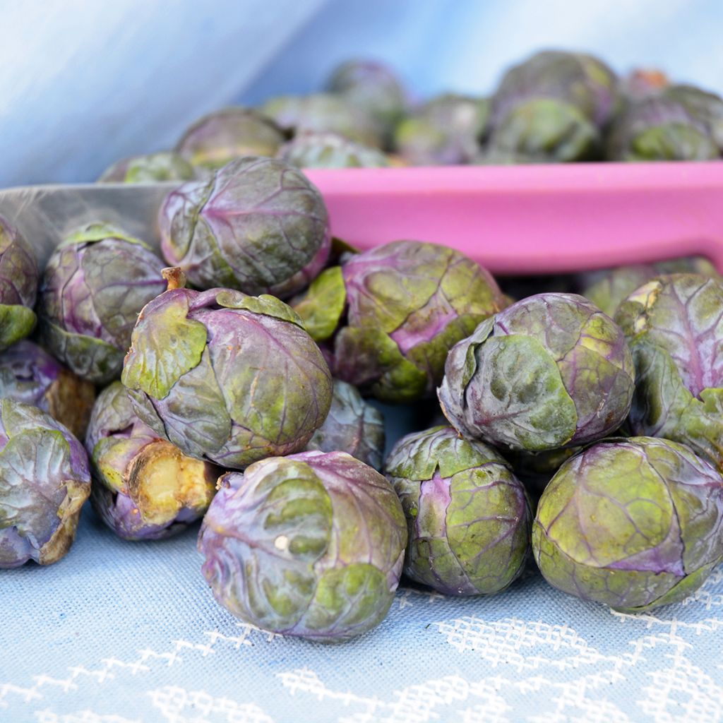 Cavolini di Bruxelles Rubine