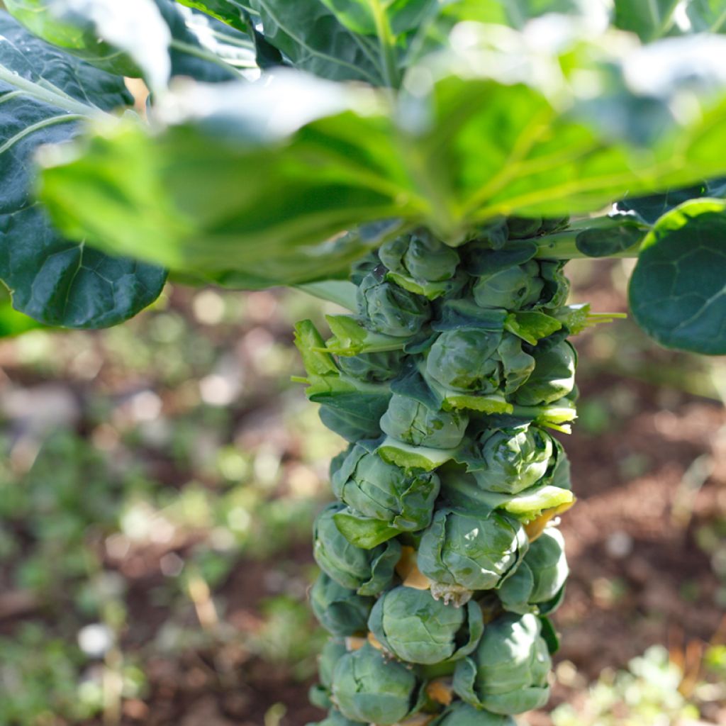 Cavolini di Bruxelles Trafalgar F1