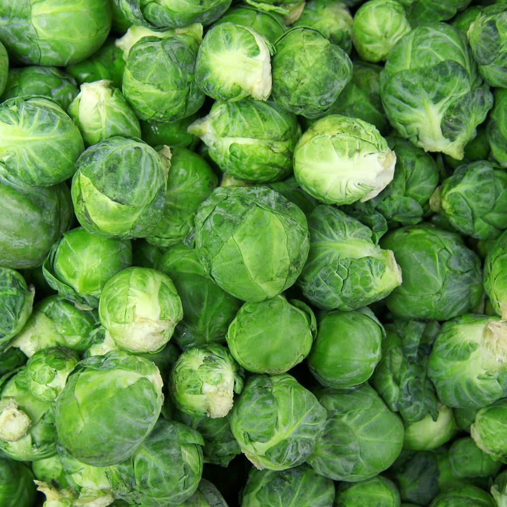 Cavolini di Bruxelles de Rosny