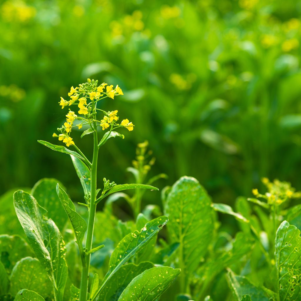 Cavolo cinese Tsoi Sim Choy Sum