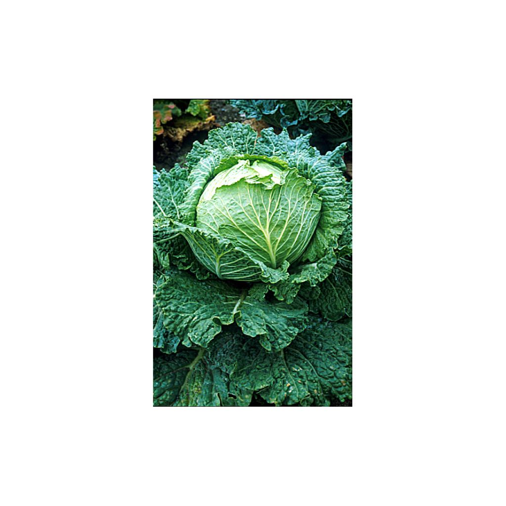 Cavolo verza Savoy King F1 - Roi des Milan