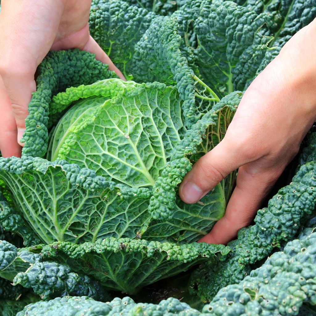 Cavolo verza d'Aubervilliers