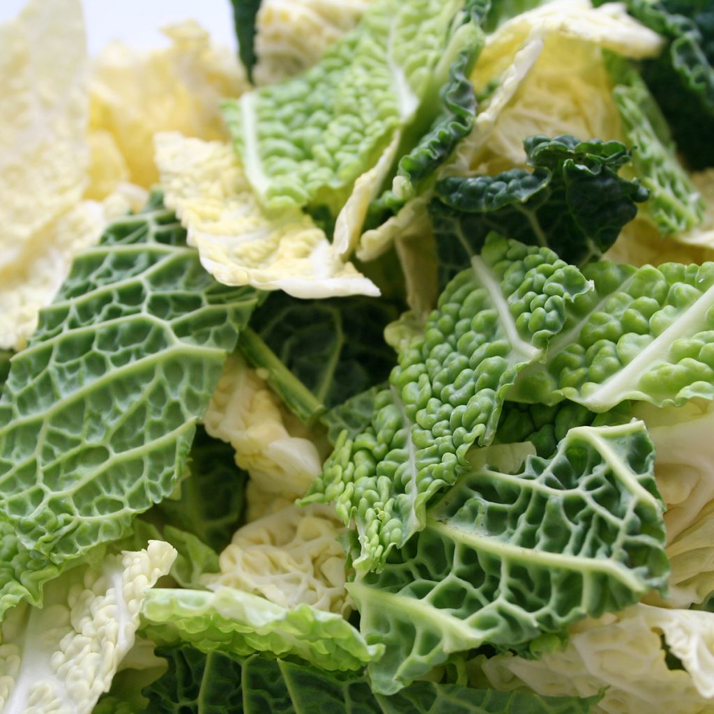 Cavolo verza d'Aubervilliers