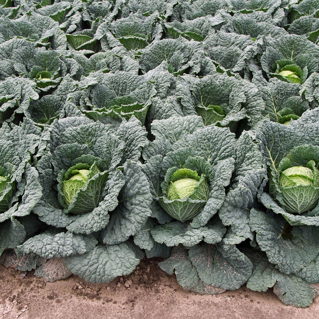 Cavolo verza d'Aubervilliers