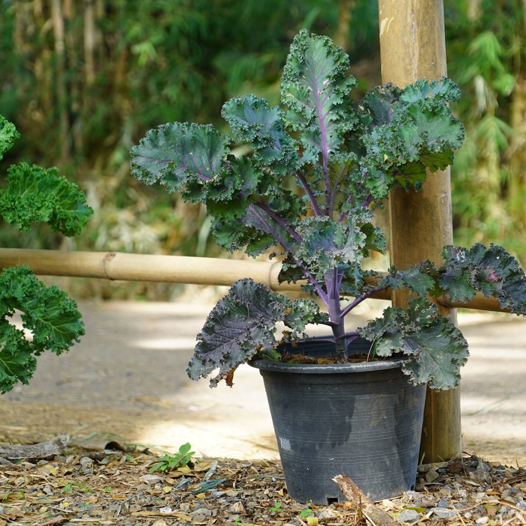Cavolo riccio Scarlet Kale