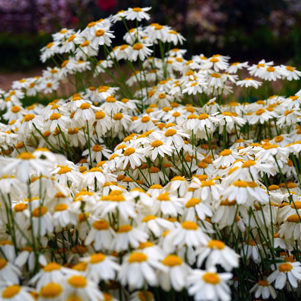 Tanacetum corymbosum - Erba-amara dei boschi