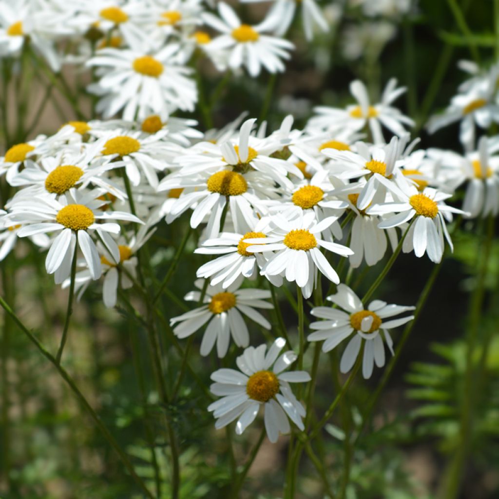 Tanacetum corymbosum - Erba-amara dei boschi