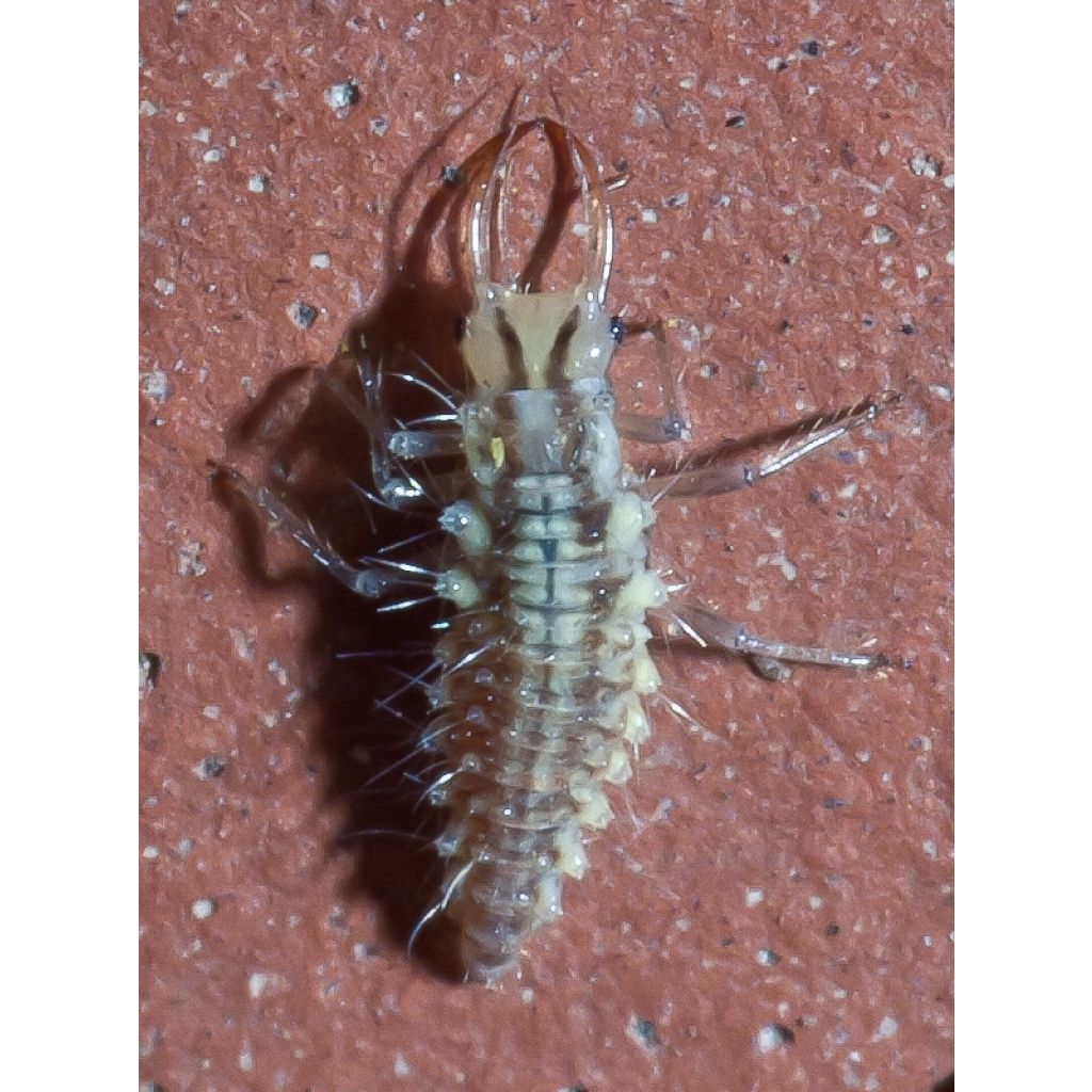 Chrysope Biotop contro gli afidi sulle piante basse