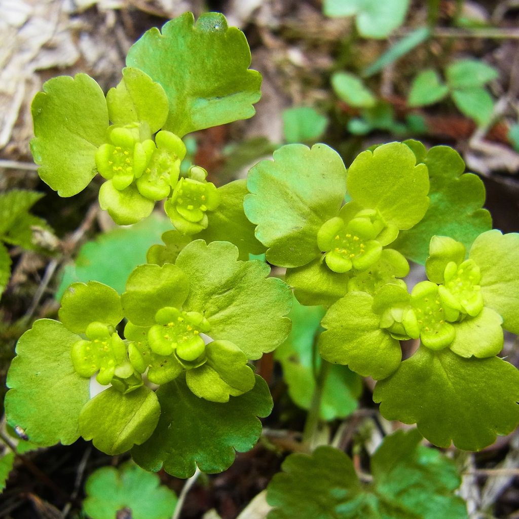 Chrysosplenium alternifolium - Erba-milza comune