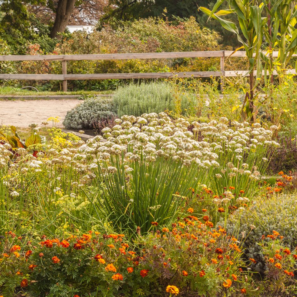 Aglio cinese - Allium ramosum