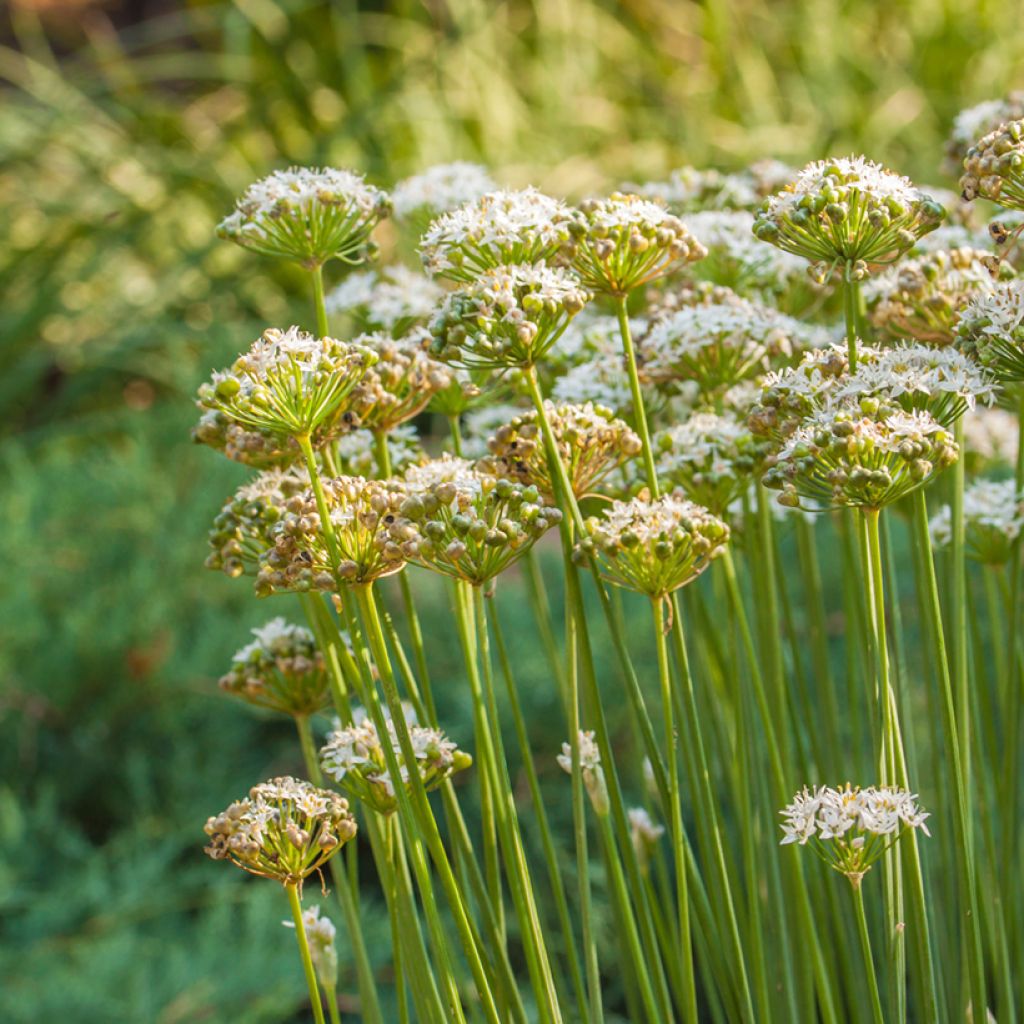 Aglio cinese - Allium ramosum