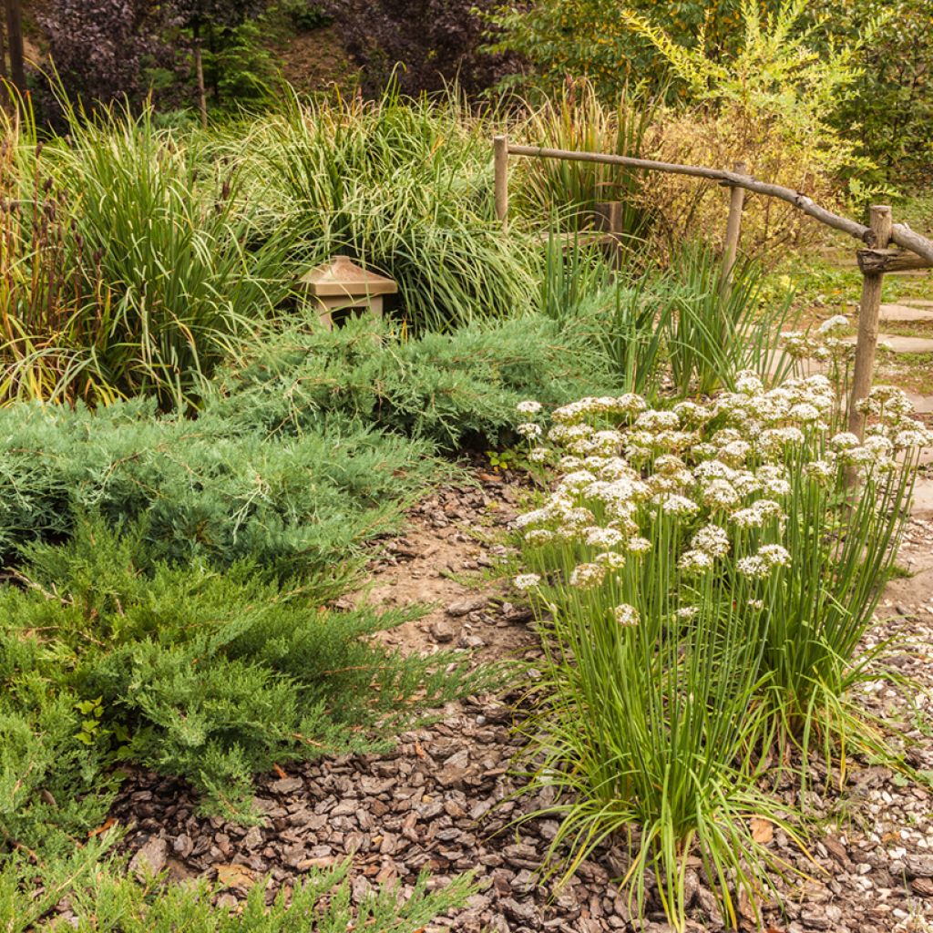 Aglio cinese - Allium ramosum