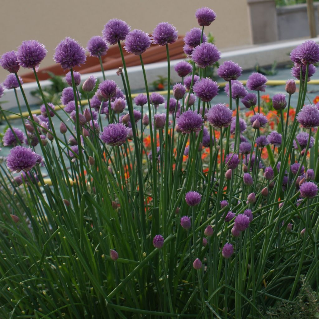 Erba cipollina - Allium schoenoprasum