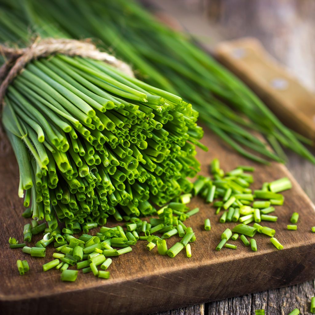 Erba cipollina Appétits