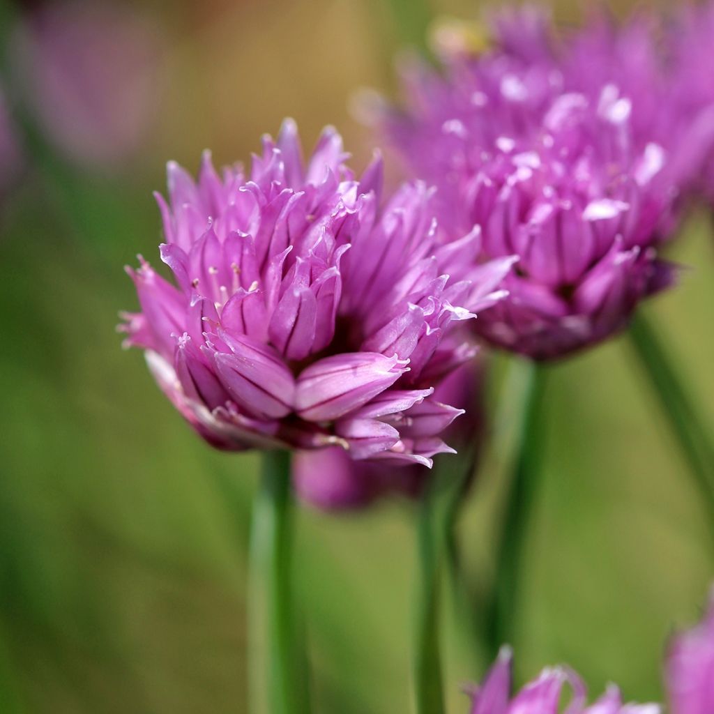 Erba cipollina - Allium schoenoprasum