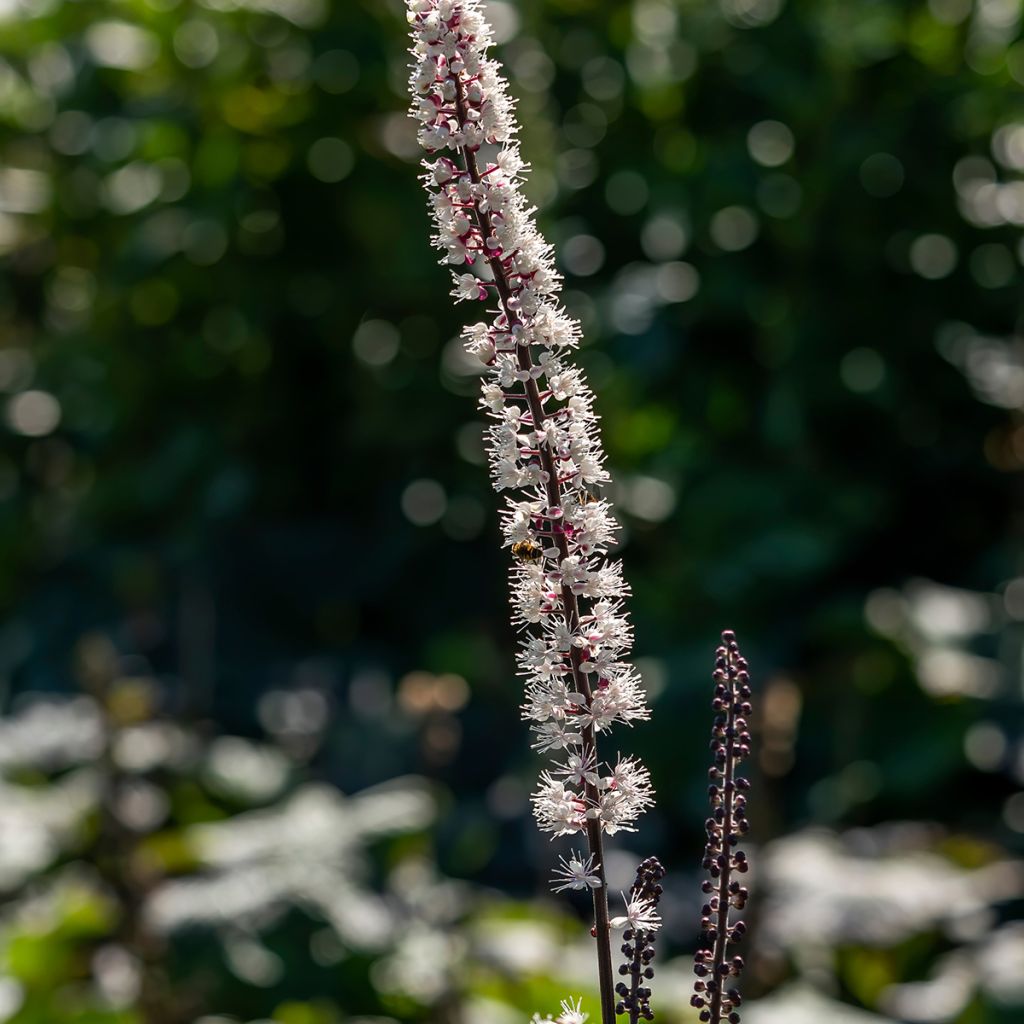 Cimicifuga simplex Atropurpurea - Actaea