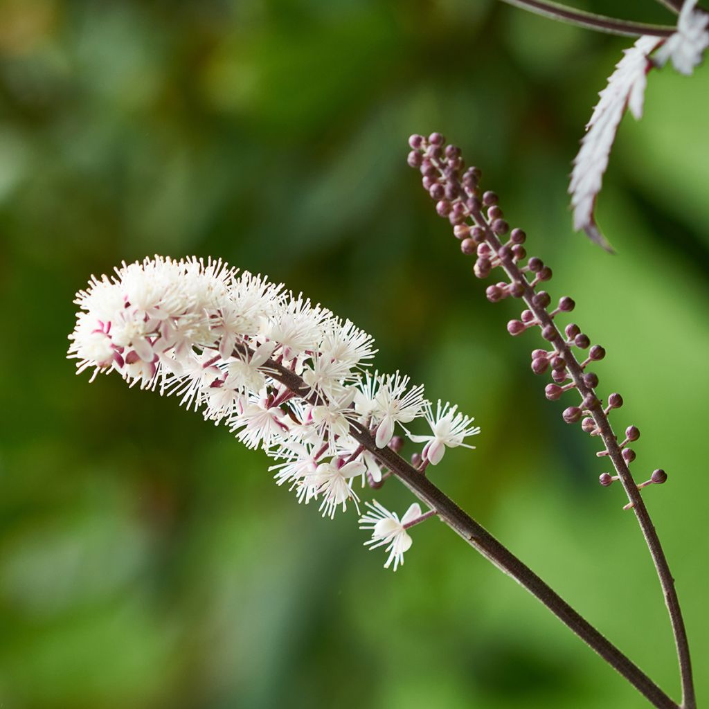 Cimicifuga simplex Brunette - Actaea
