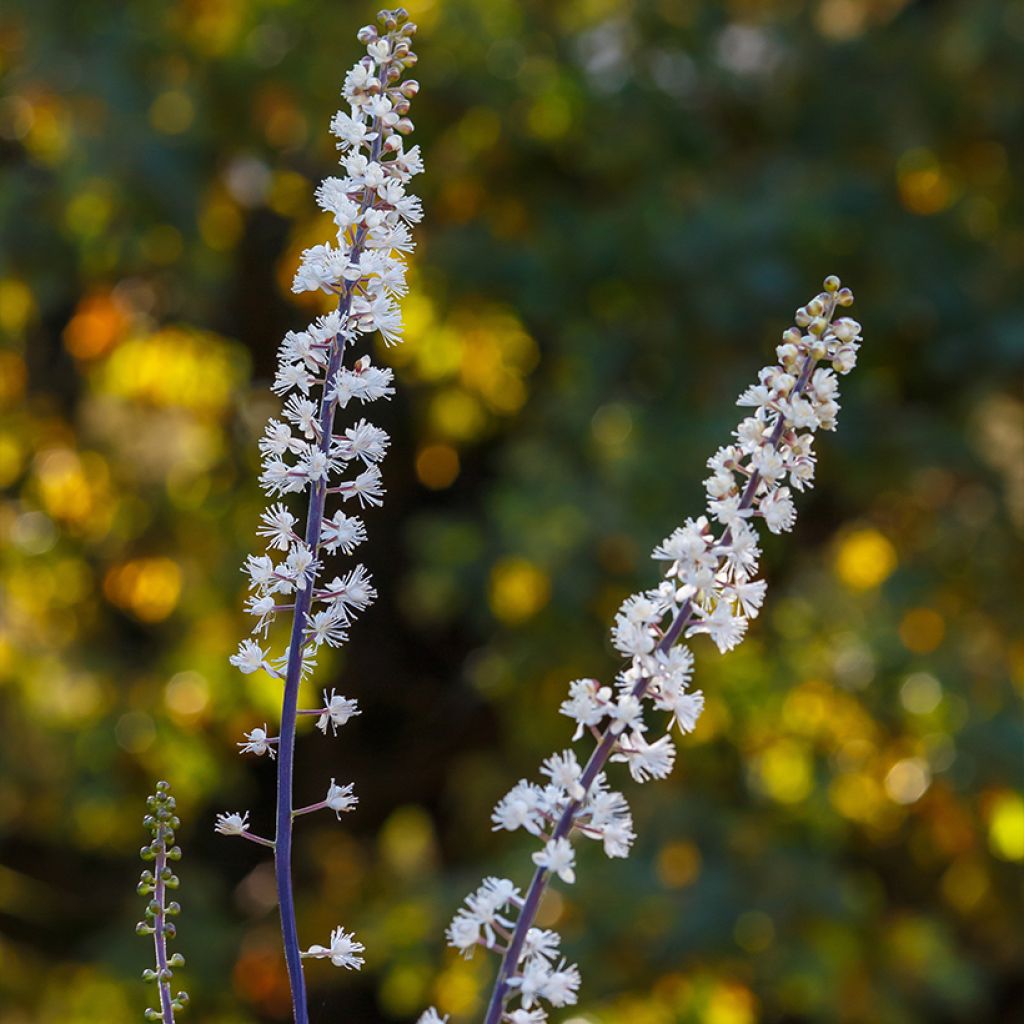 Cimicifuga simplex Chocoholic - Actaea