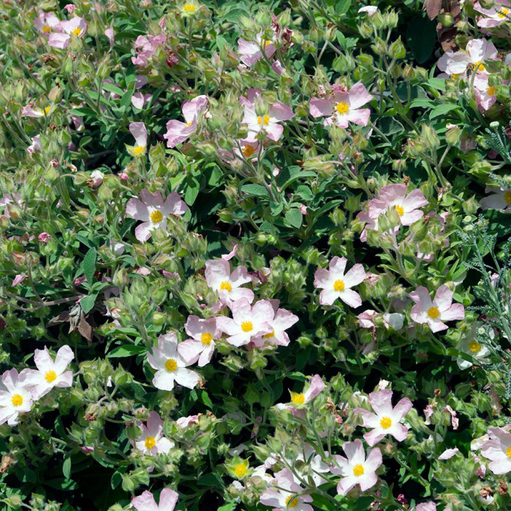 Cistus argenteus Silver Pink - Cisto