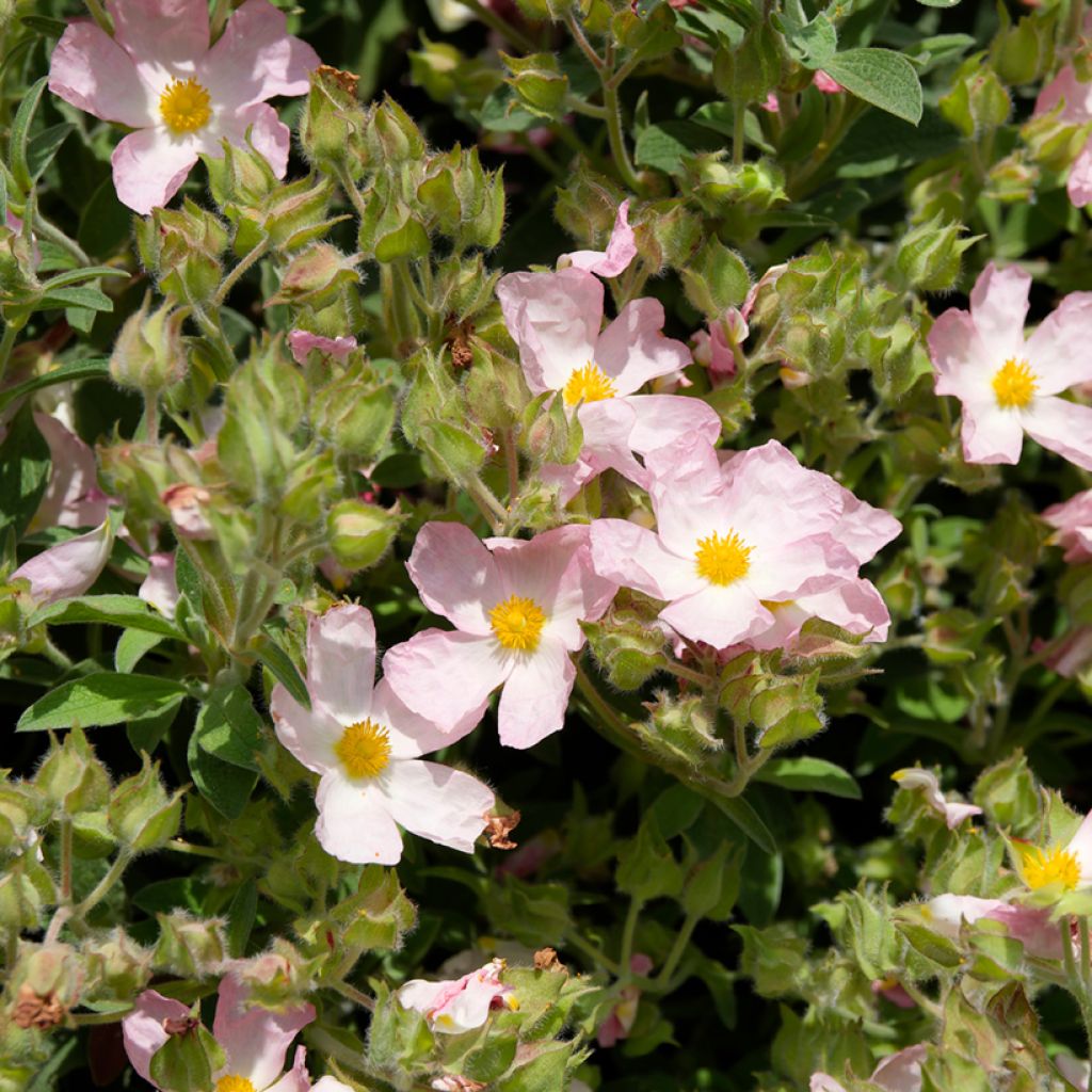 Cistus argenteus Silver Pink - Cisto