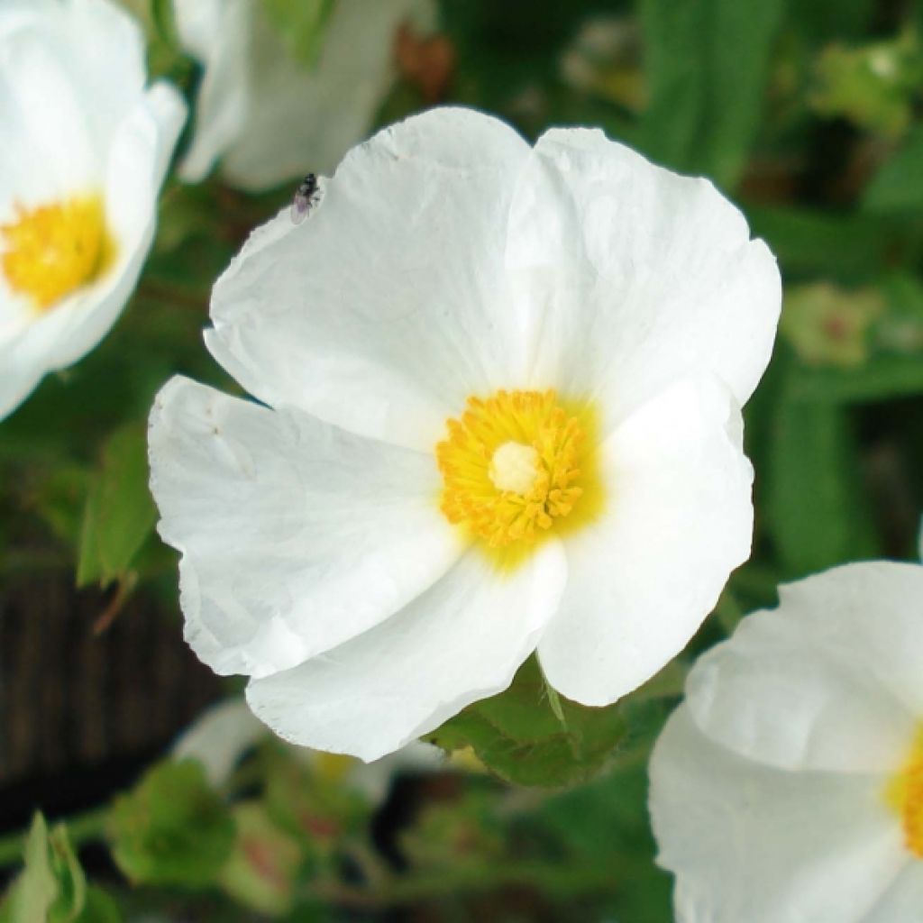 Cistus monspeliensis - Cisto marino