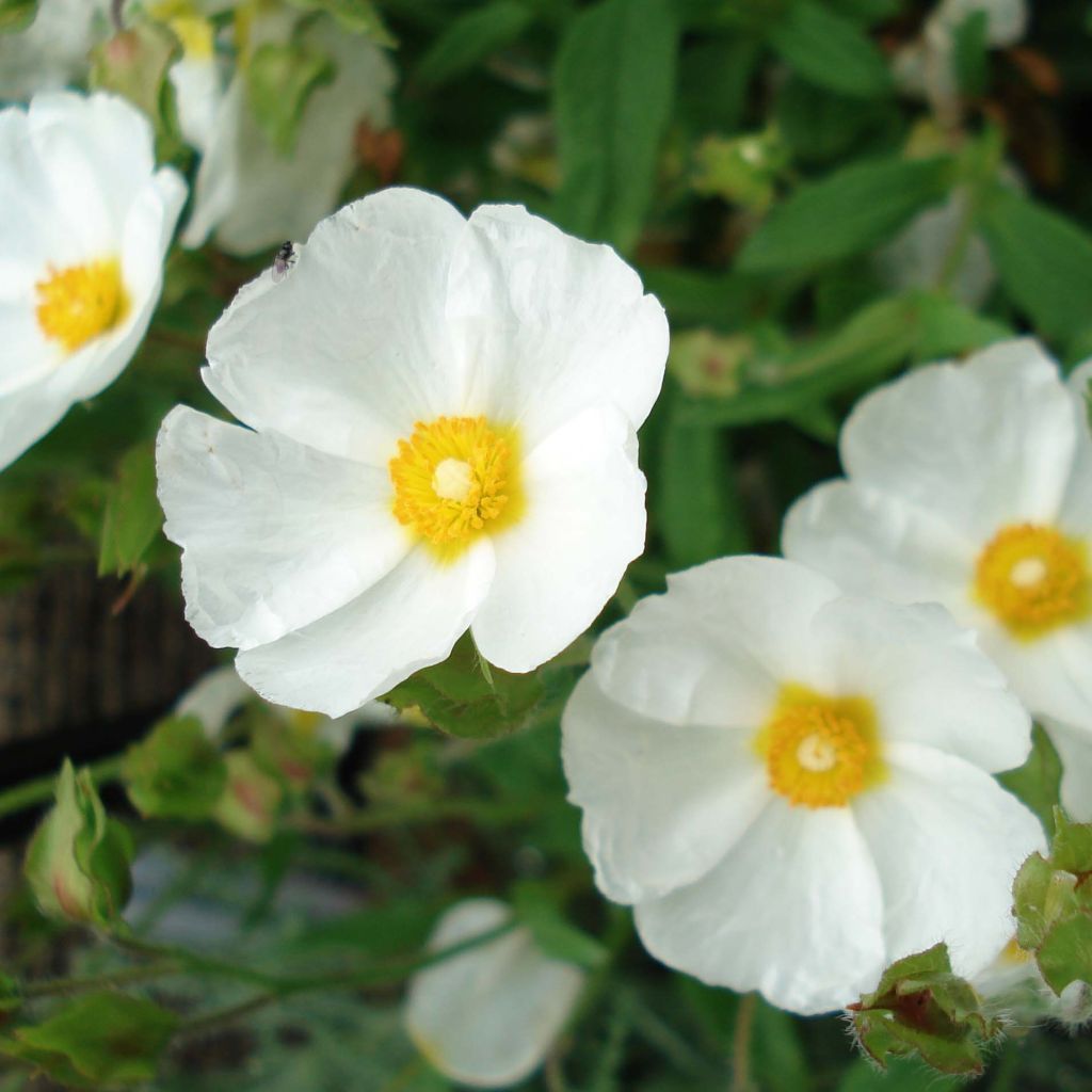 Cistus monspeliensis - Cisto marino
