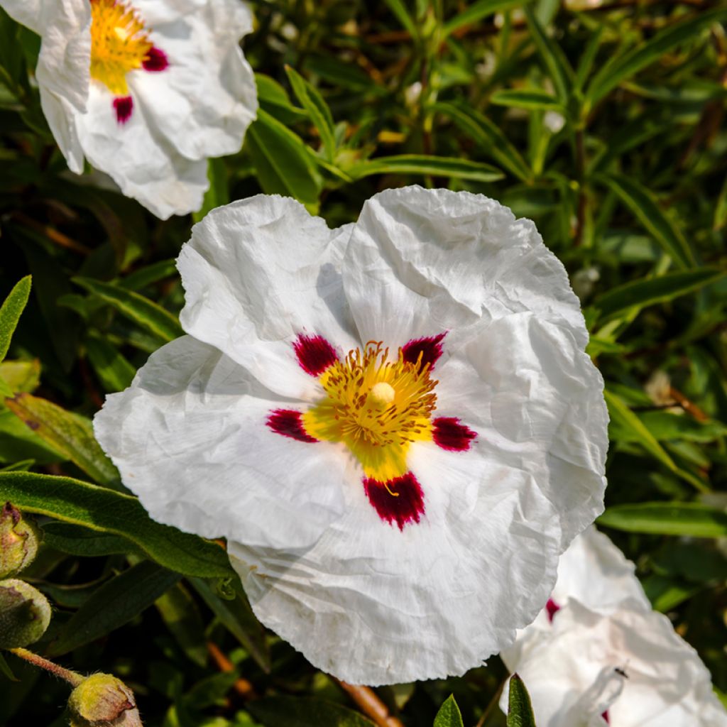 Cistus lusitanicus Decumbens - Cisto
