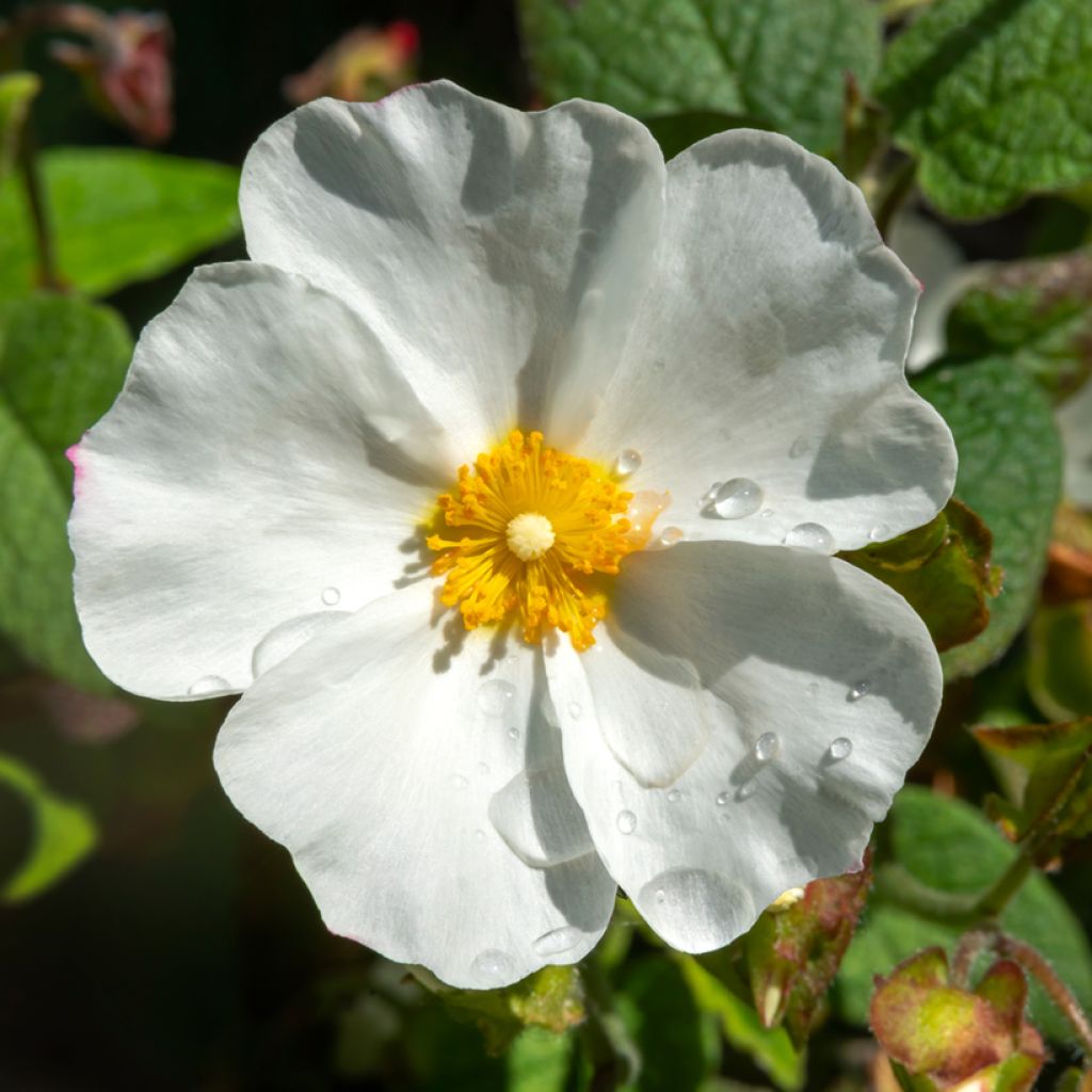 Cistus corbariensis - Cisto