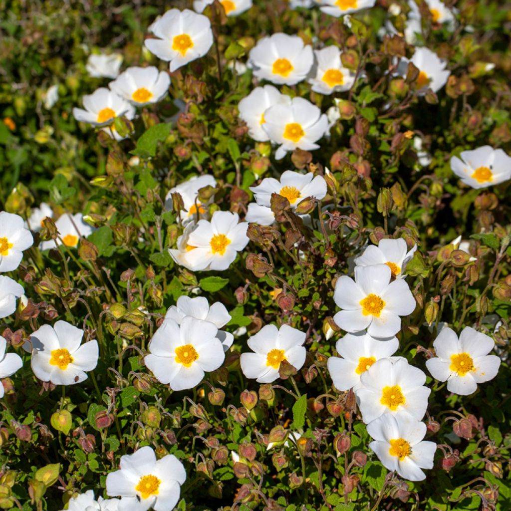 Cistus corbariensis - Cisto