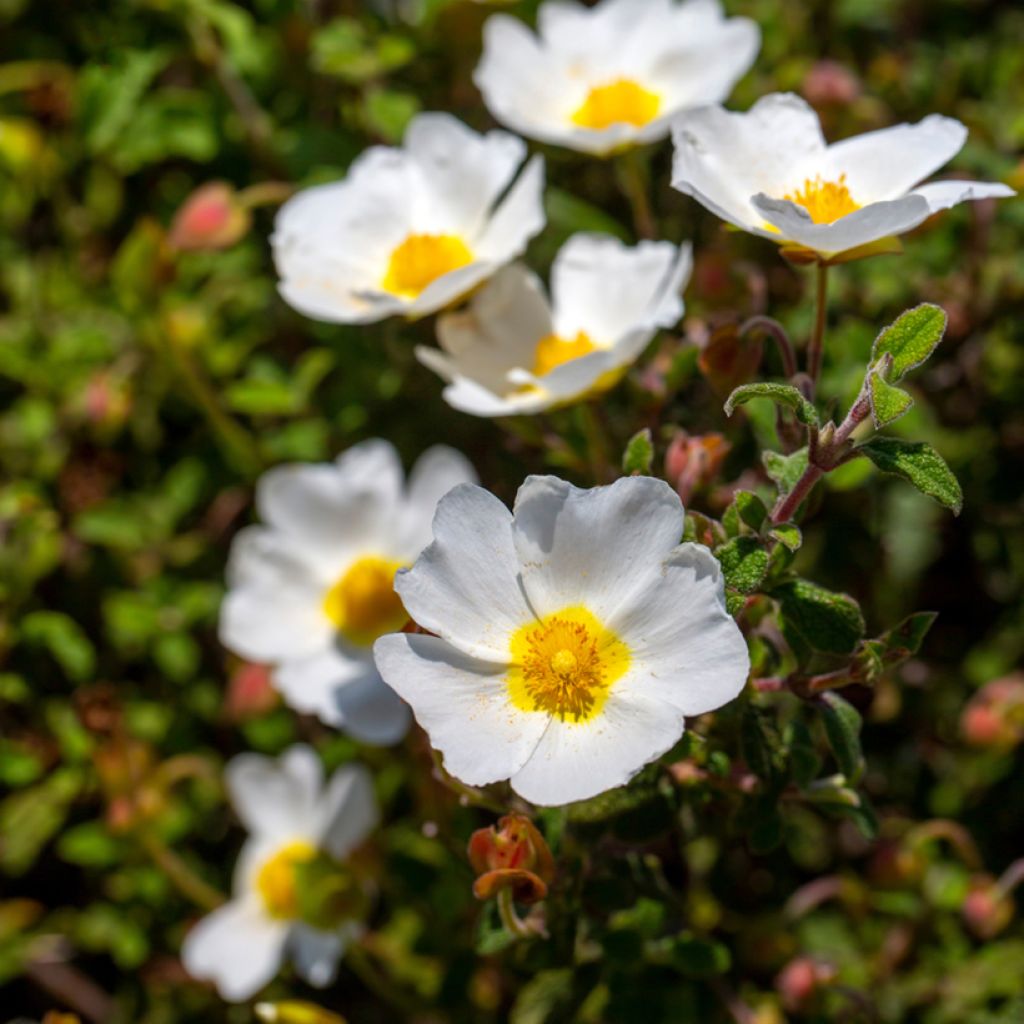 Cistus corbariensis - Cisto