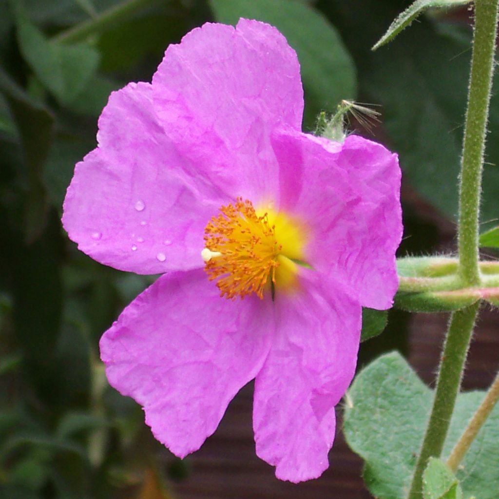 Cistus creticus - Cisto di Creta