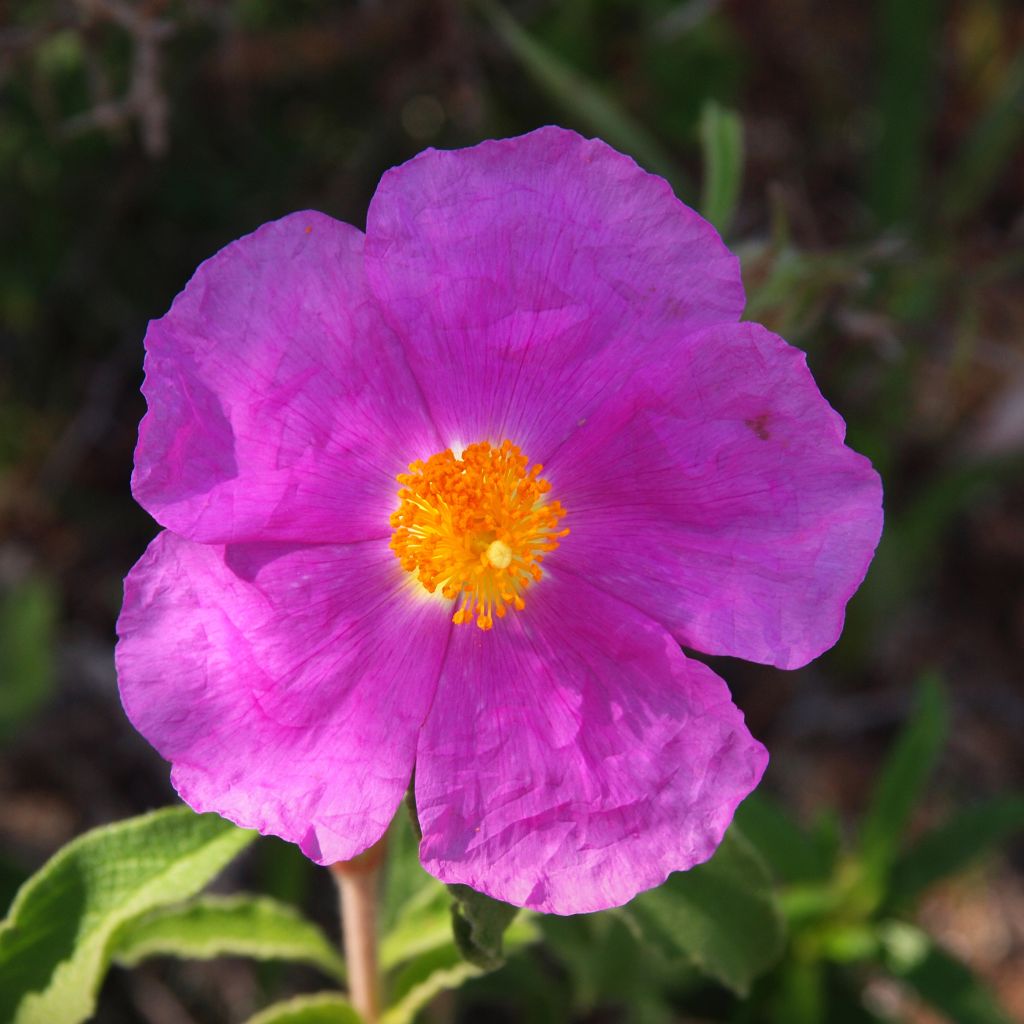 Cistus creticus - Cisto di Creta